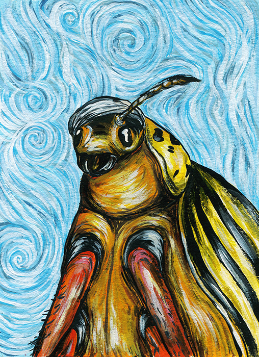 colorado beetle